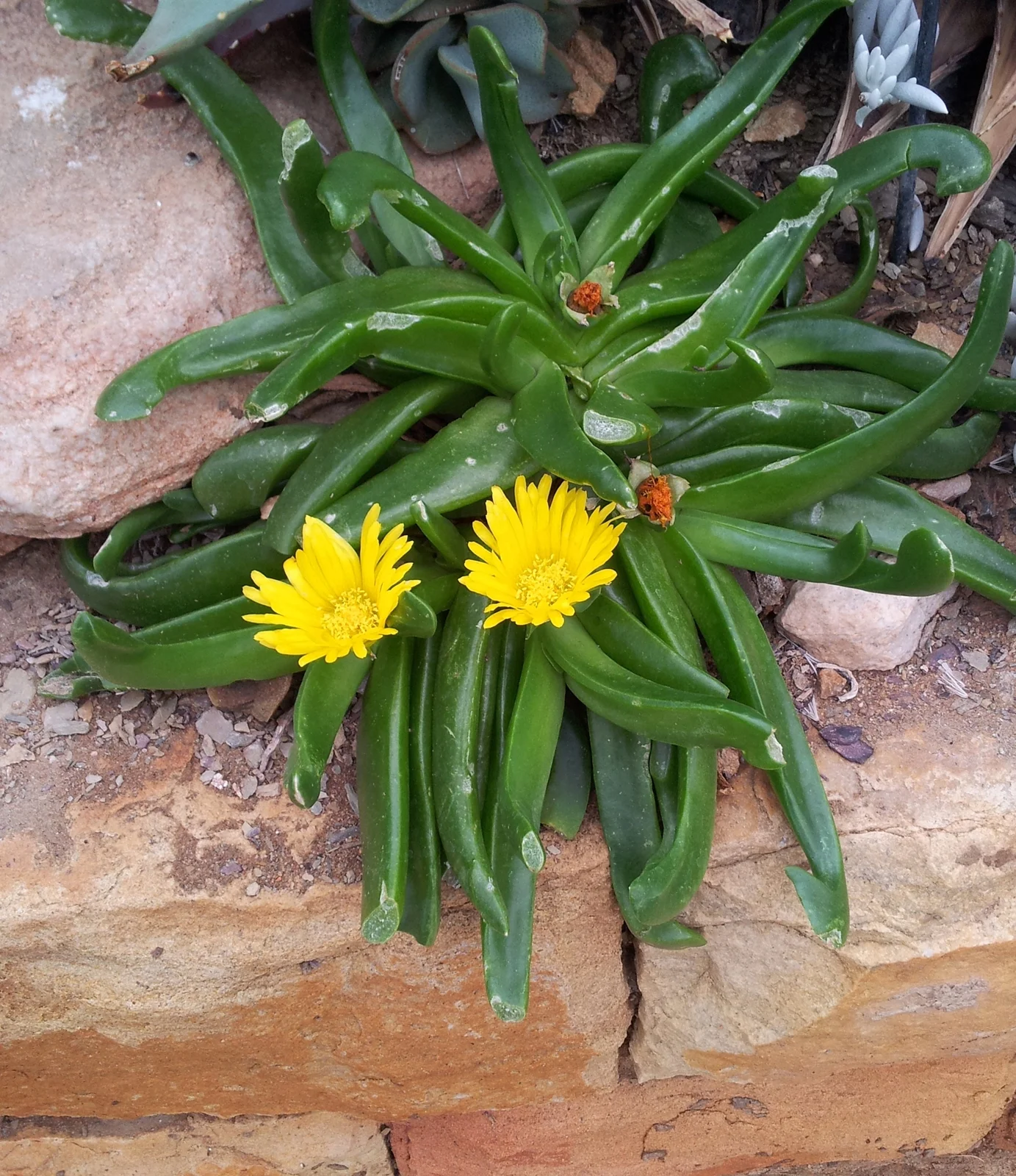 glottiphyllumlongum5.jpg