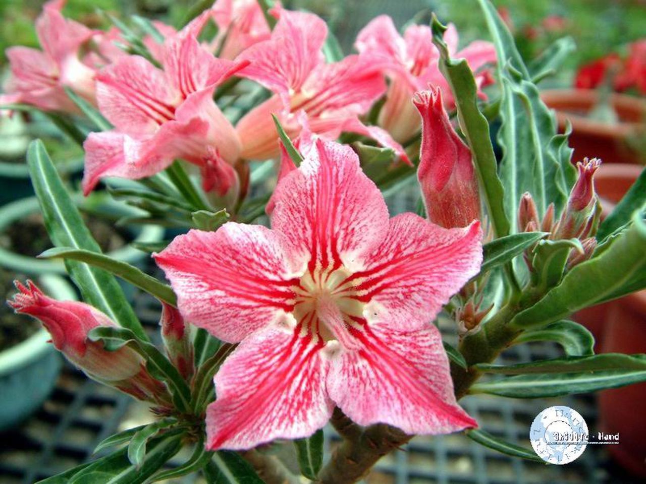 full_Adenium_Dance_of_butterfly.jpg
