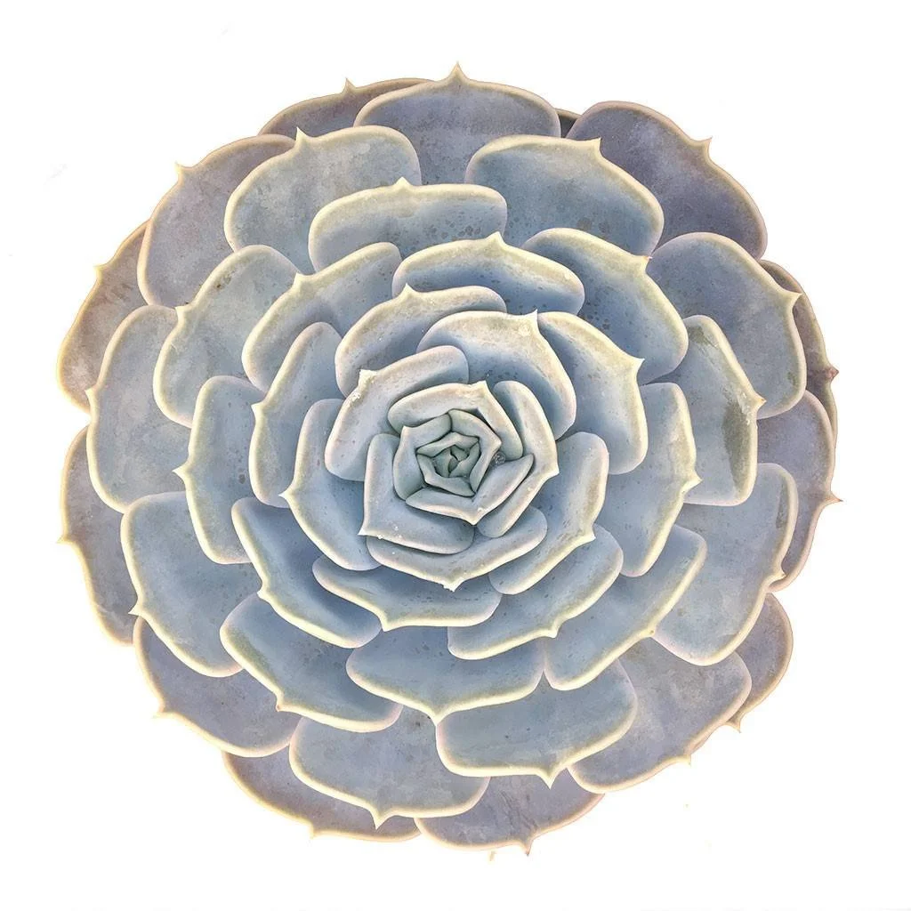 echeveria-lilacina.jpg