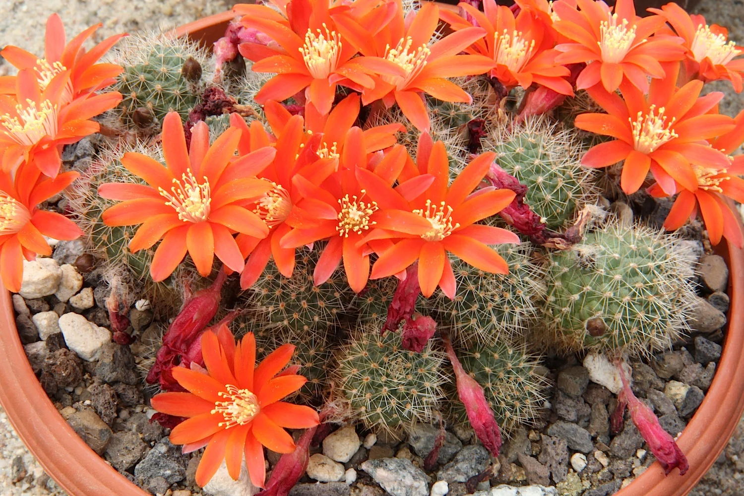 Orange Crown Cactus - 10 seeds  rareplant