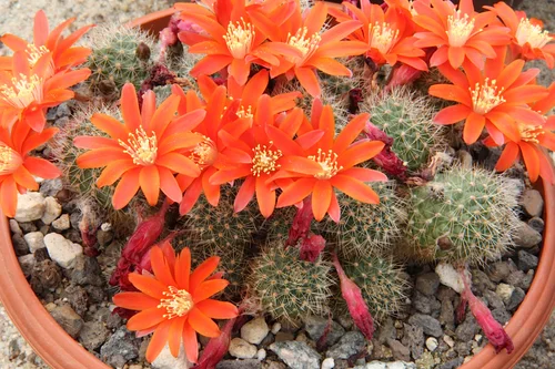 Orange Crown Cactus - 10 seeds  rareplant