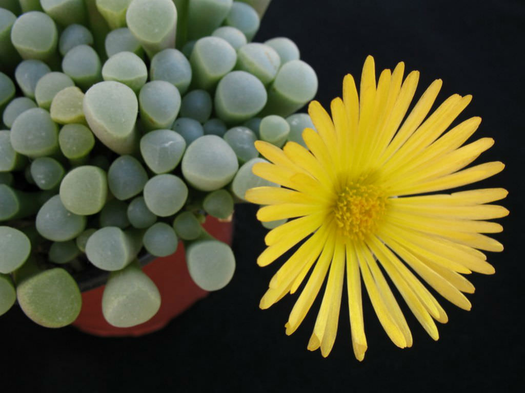 Baby-Toes-Fenestraria-aurantiaca.jpg
