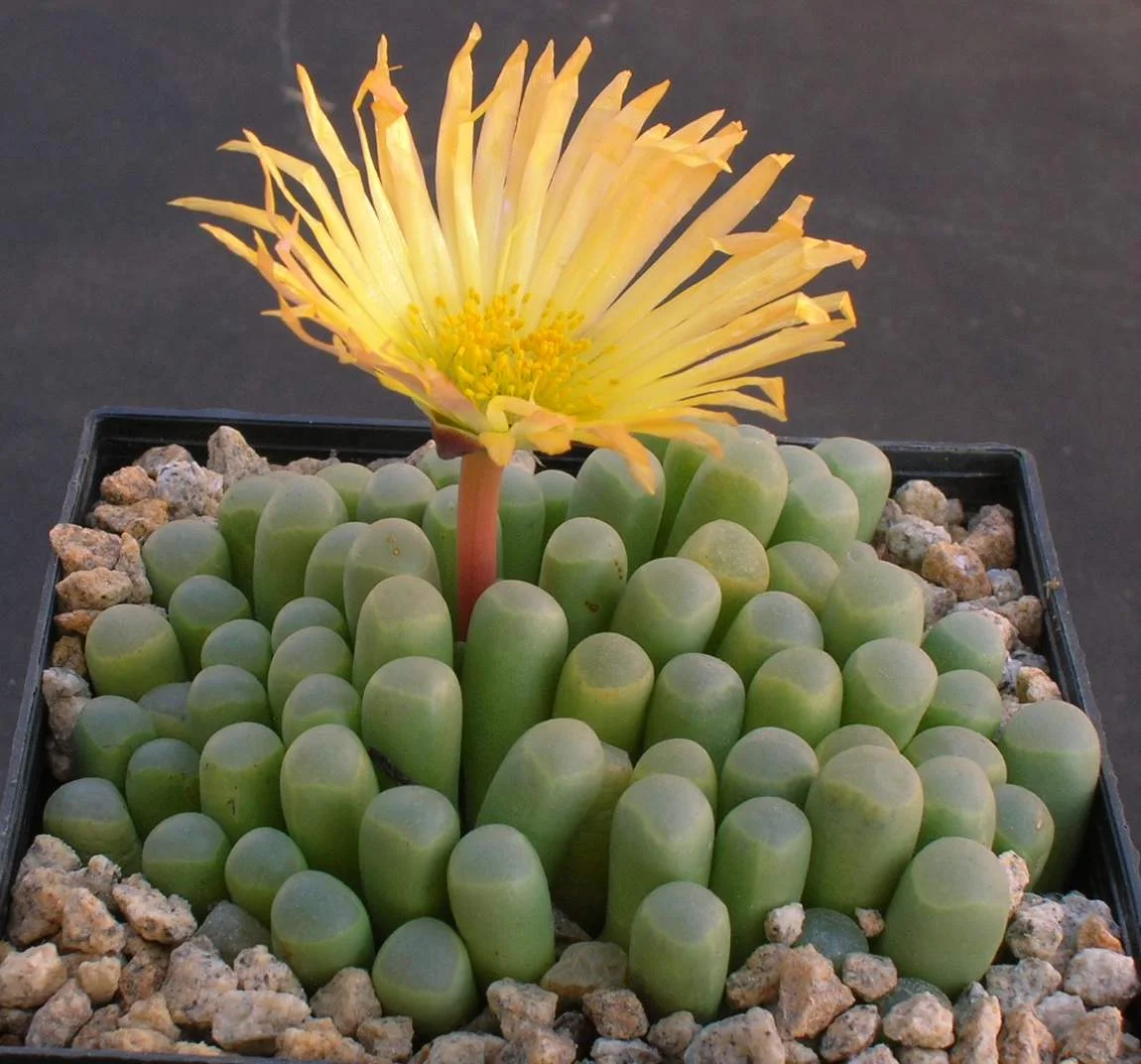 Fenestraria Aurantiaca (Baby toes) - 20 seeds  rareplant