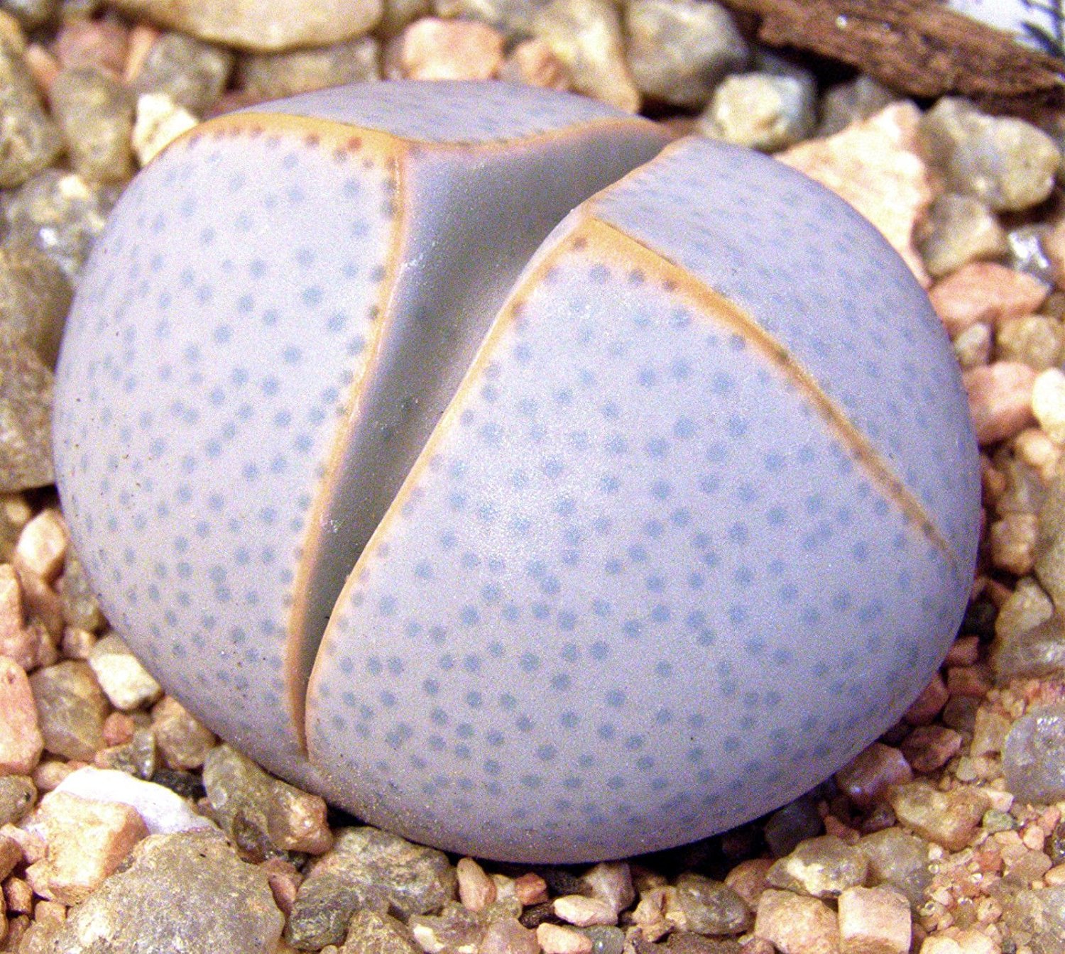 91f2jRl1eZL._SL1500_.jpg
