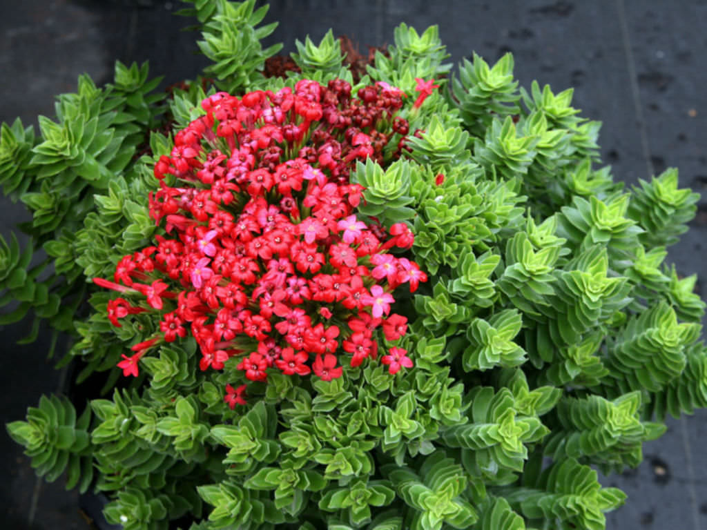 Crassula-coccinea-Red-Crassula2.jpg