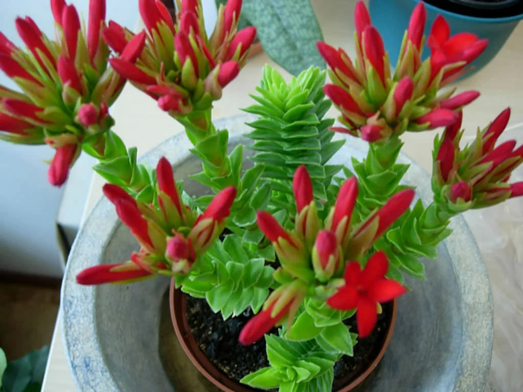Crassula-coccinea-Red-Crassula3.jpg