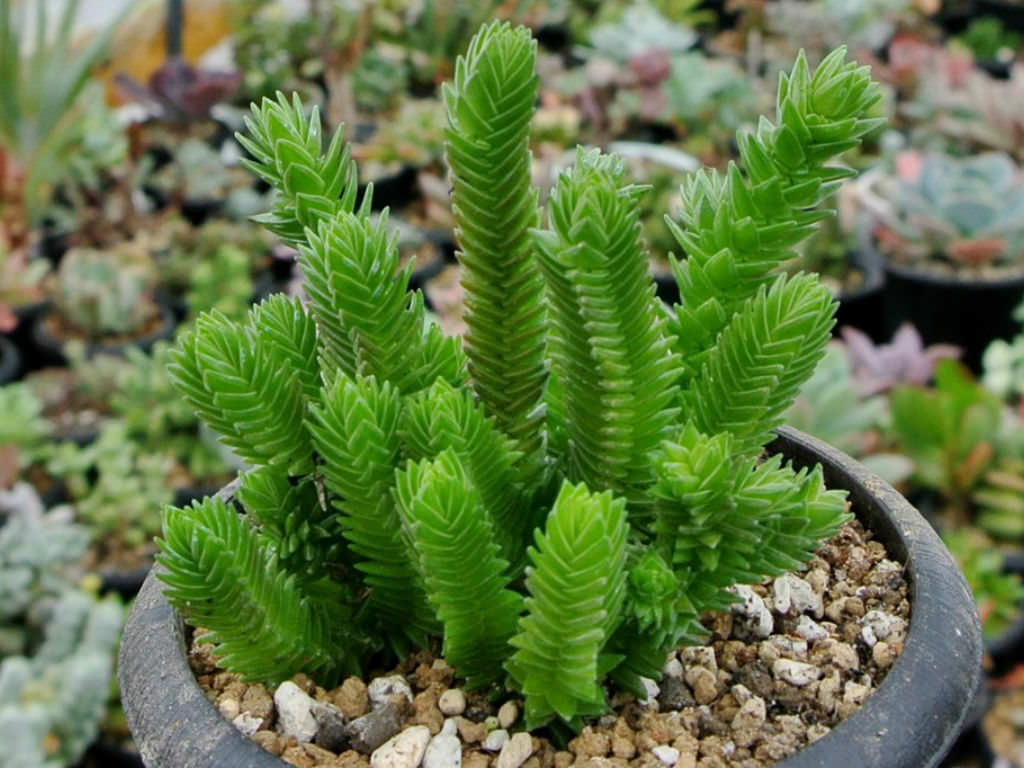 Crassula-ericoides-Large-Whipcord2.jpg