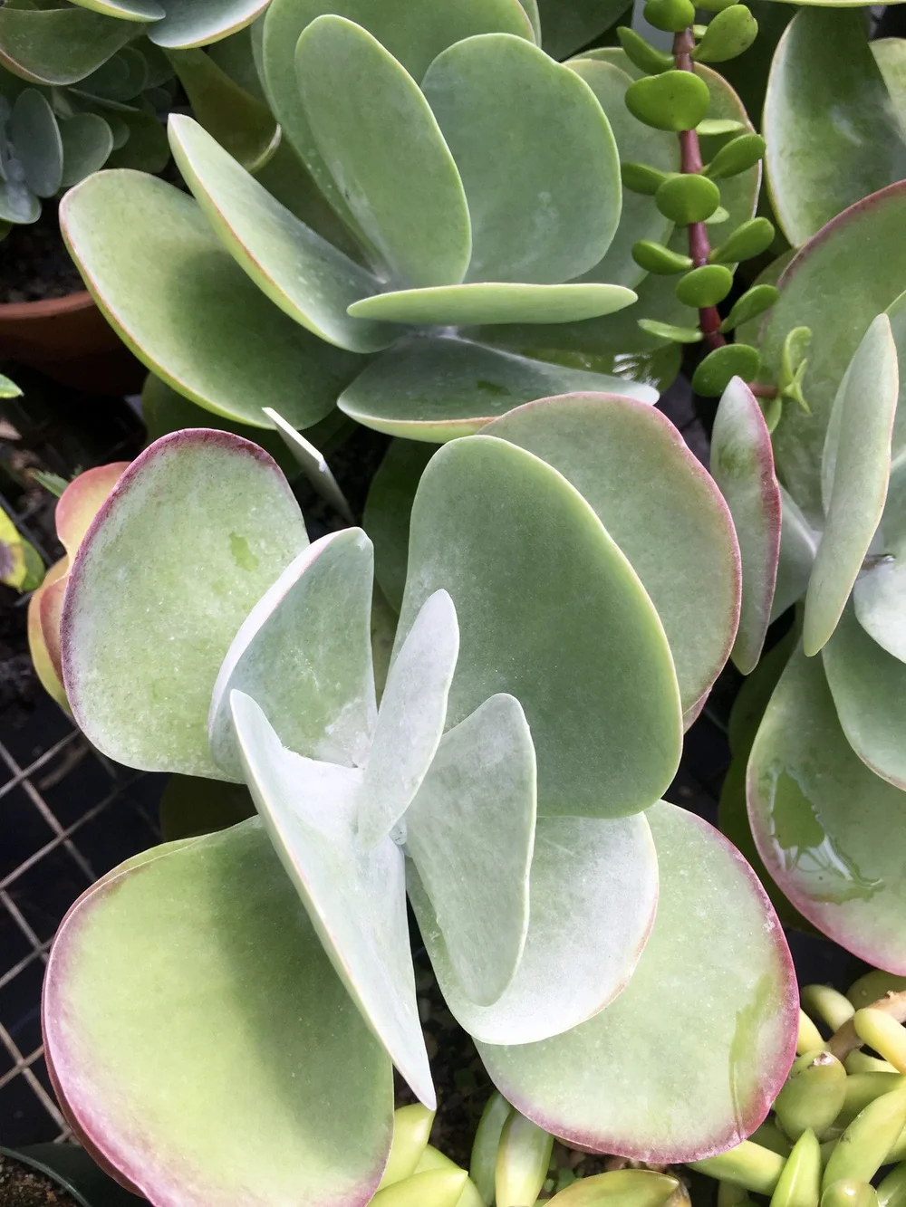Kalanchoe luciae (Paddle plant) - 20 seeds  rareplant