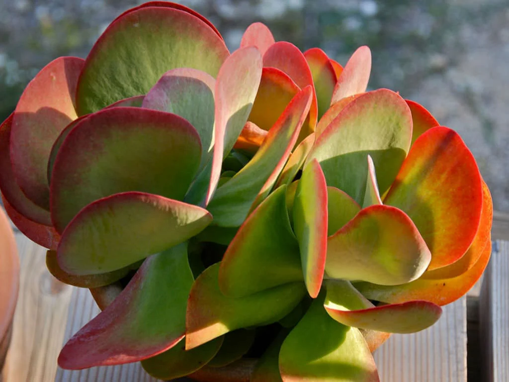 Kalanchoe luciae (Paddle plant) - 20 seeds