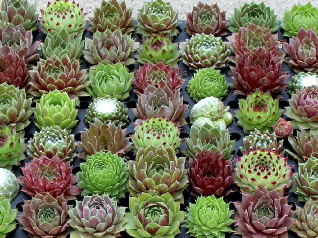 Sempervivum2.jpg