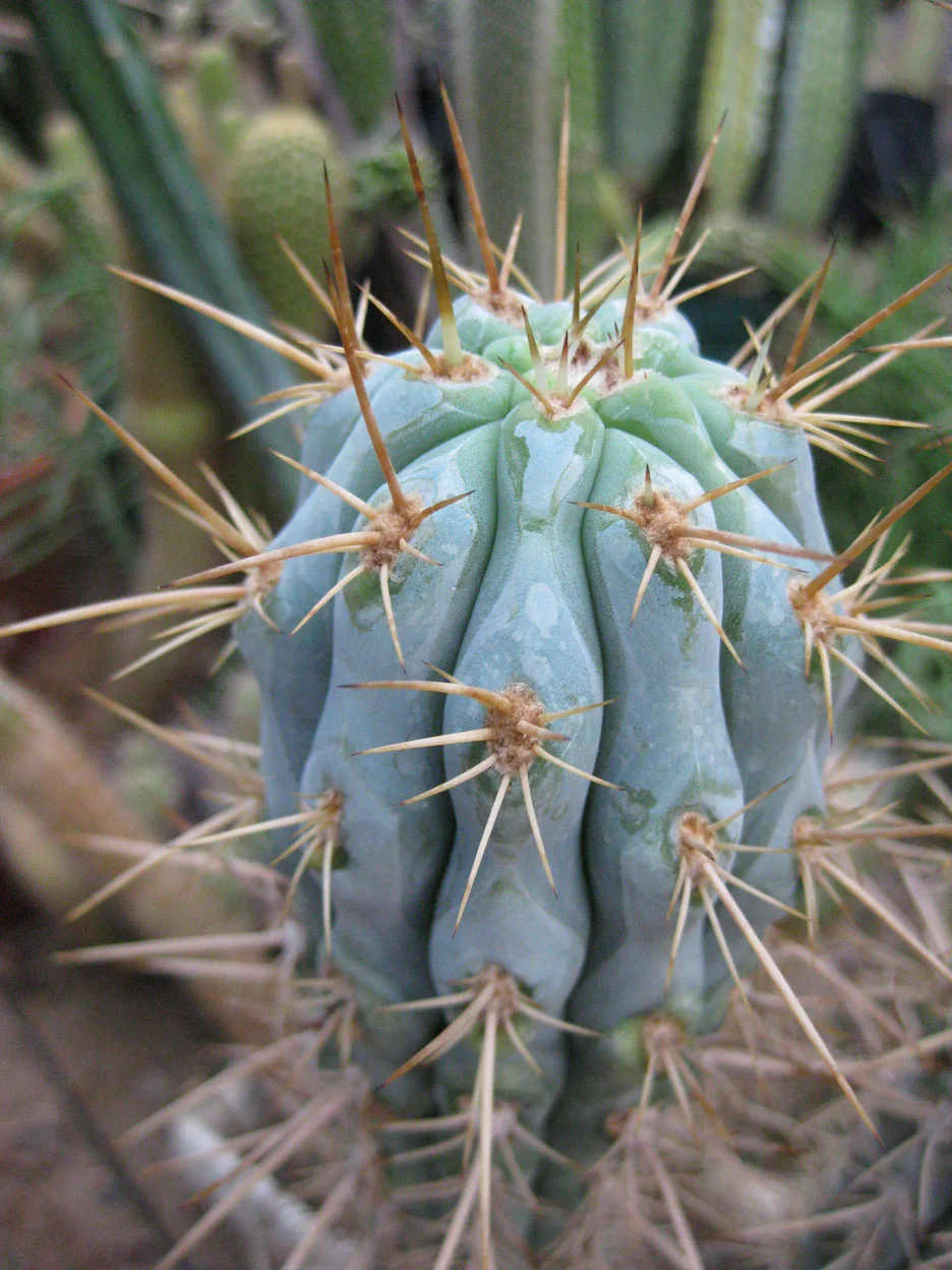 Browningia_hertlingiana_NMCR_2010_04.jpg