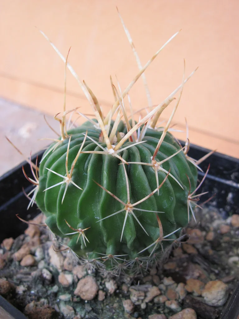 Stenocactus obvallatus (rare spines) - 10 seeds  rareplant