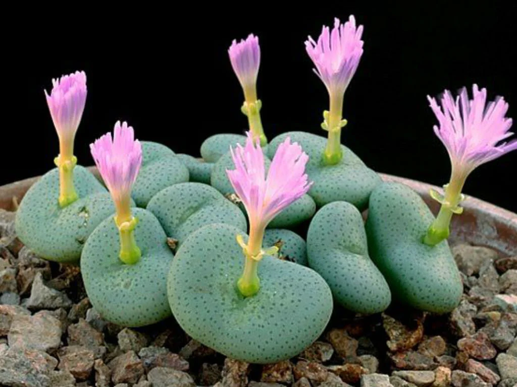 Conophytum species (rare) - 20 seeds  rareplant