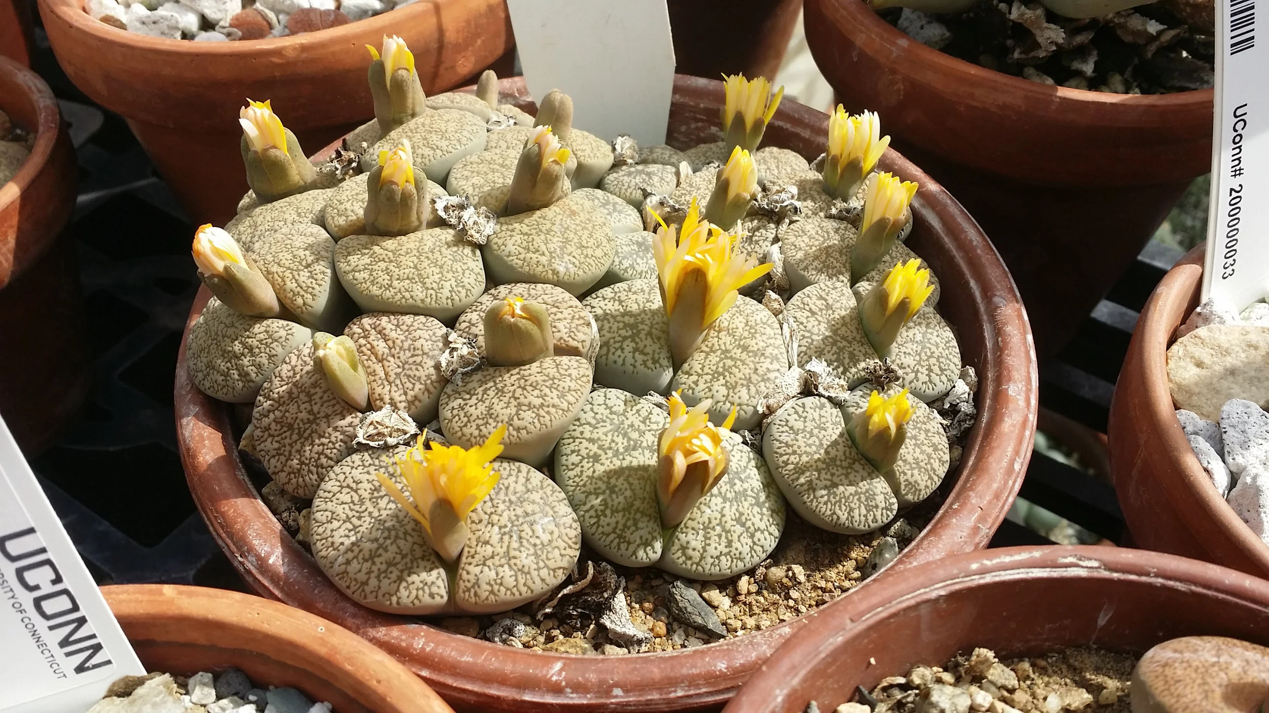Lithops_lesliei_v._venteri01.jpg