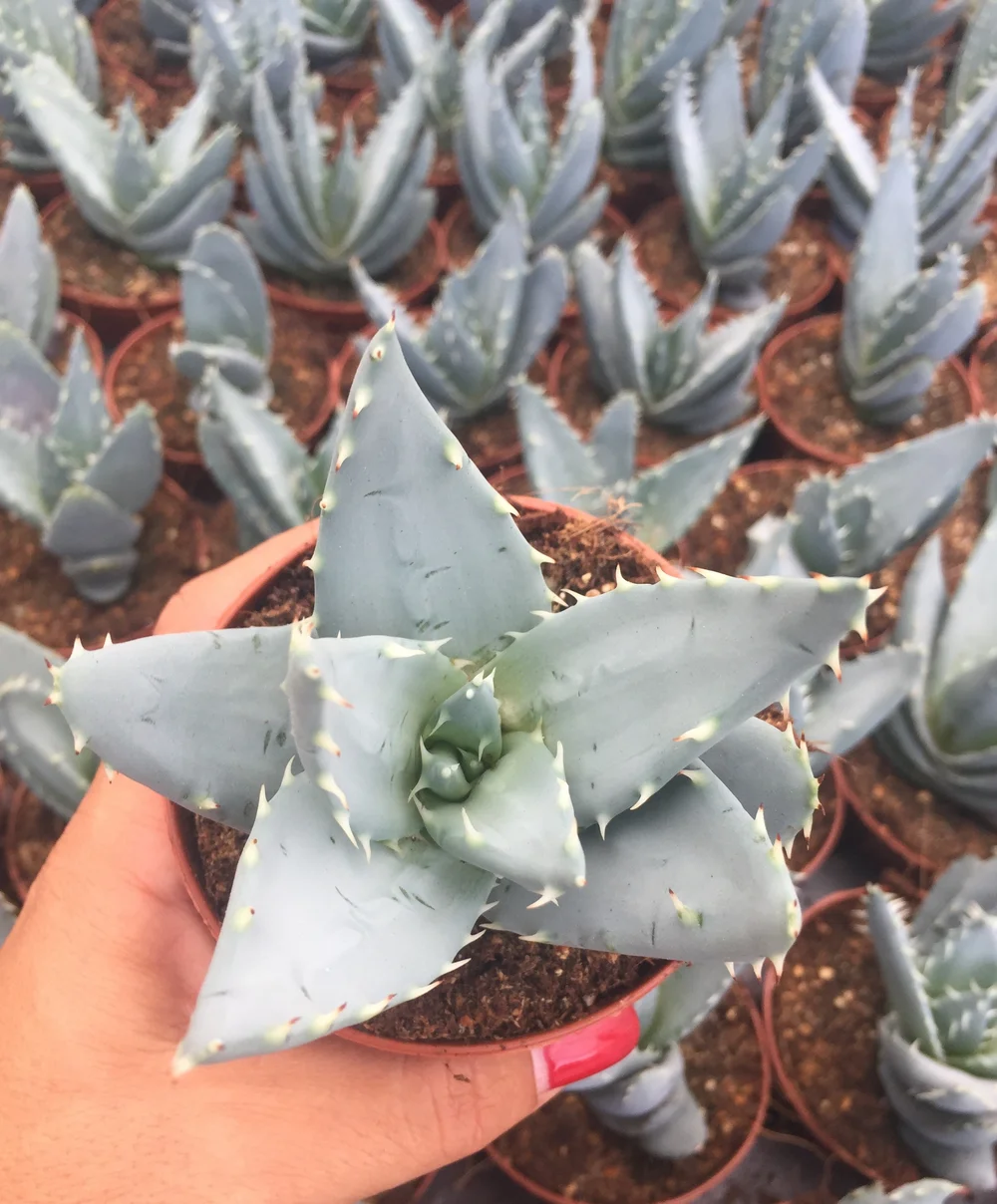 Aloe peglerae (Fez Aloe) - 5 seeds  rareplant