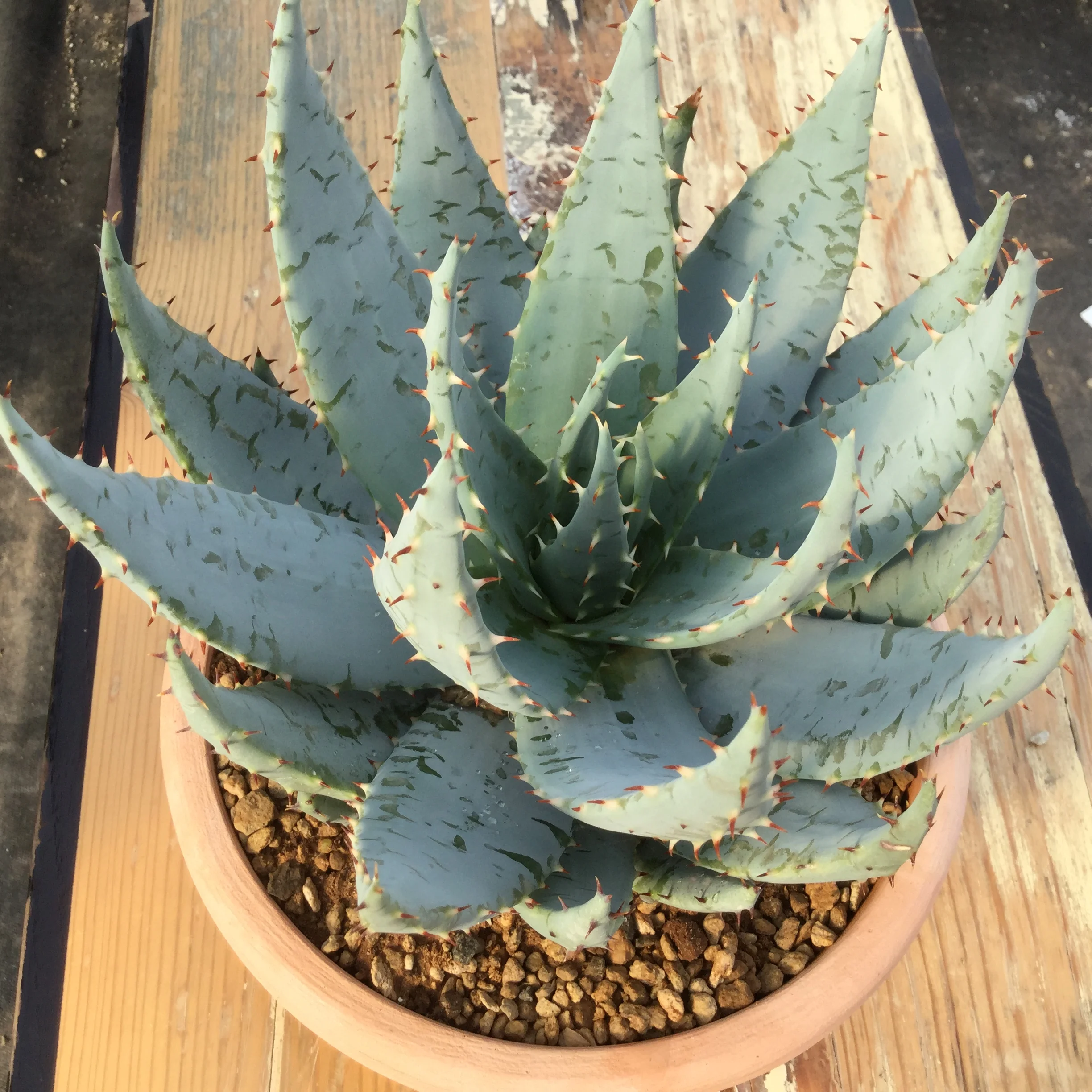 Aloe peglerae (Fez Aloe) - 5 seeds