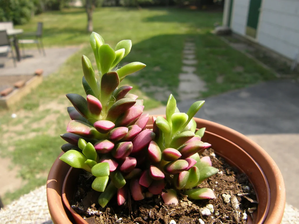 Anacampseros variegata 'Sunrise' - 20 seeds  rareplant
