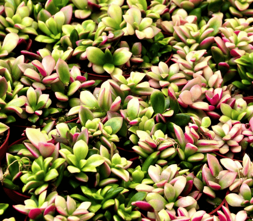 Anacampseros variegata 'Sunrise' - 20 seeds