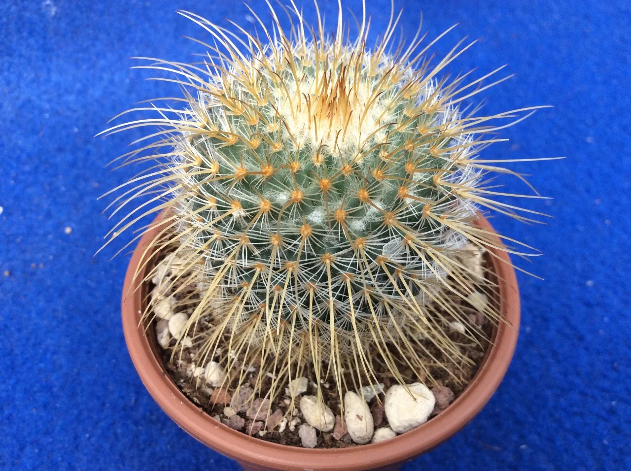 Mammillaria dixanthocentron - 10 seeds  rareplant