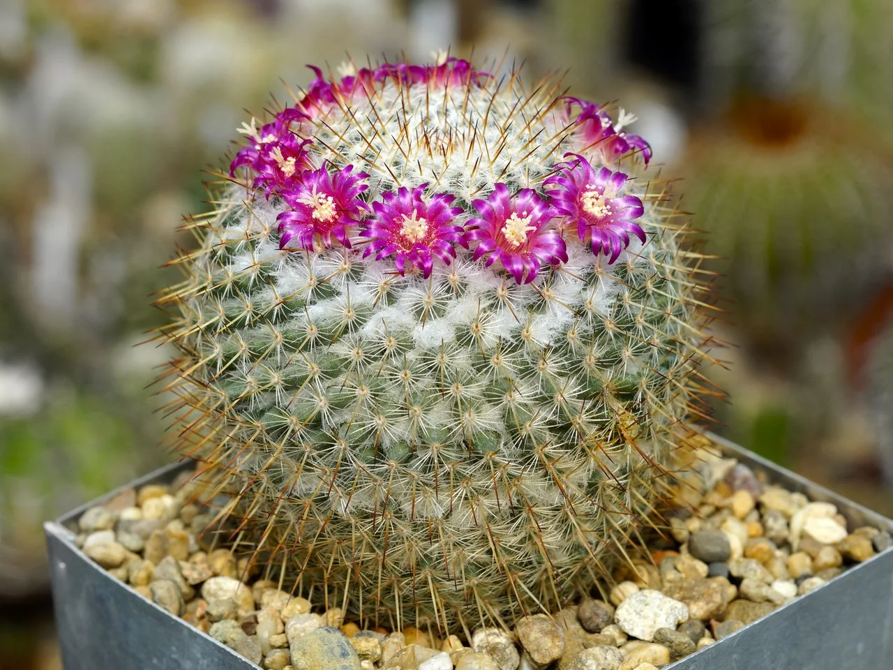 Mammillaria dixanthocentron - 10 seeds  rareplant