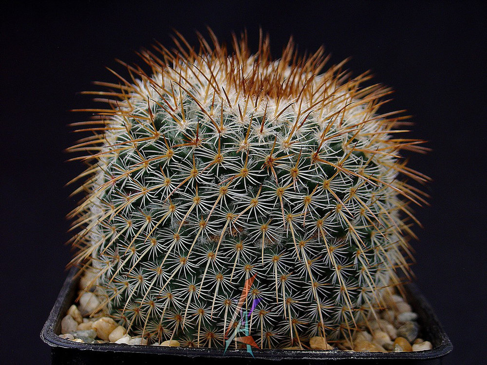 Mammillaria dixanthocentron - 10 seeds