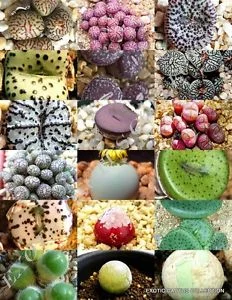 Conophytum species (rare) - 20 seeds