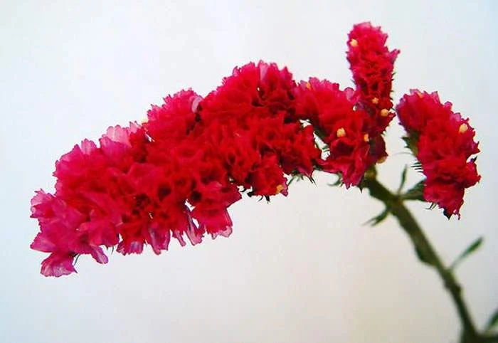flores-de-limonium-sinuatum-rojas.jpg