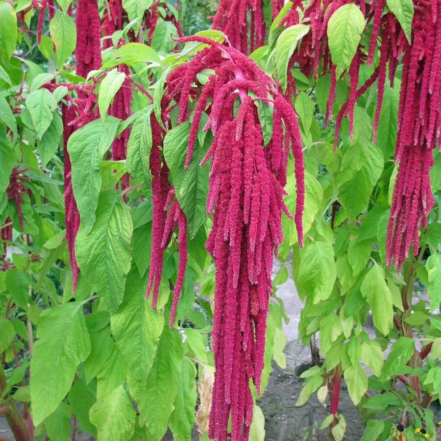amaranth_love_lies_bleeding.jpg