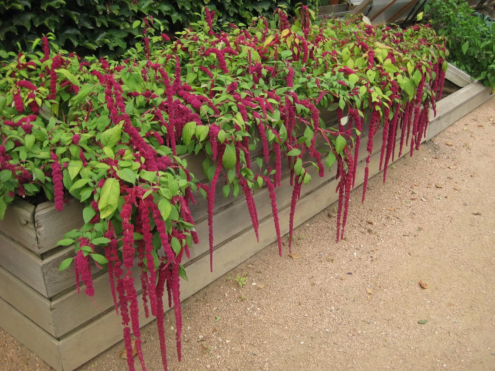 Amaranthus caudatus at CBG (2013).jpg