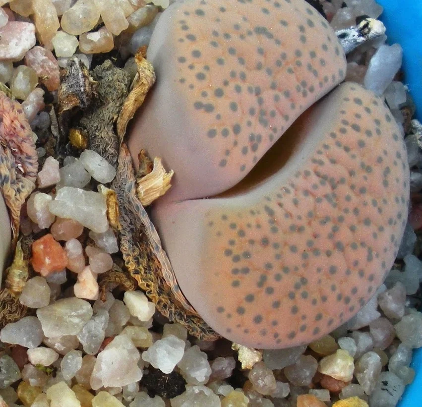 Lithops fulviceps v. lactinea C222 - 20 seeds