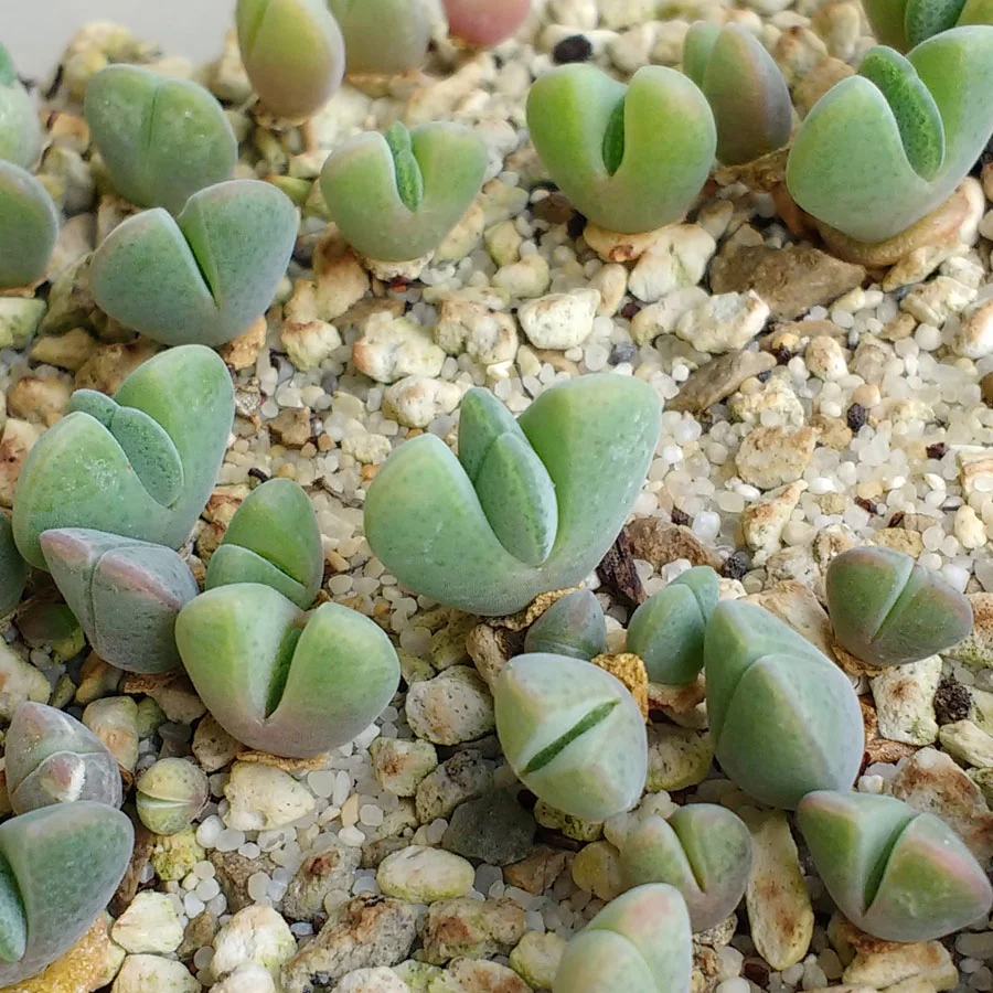 cheiridopsis-pillansii.jpg