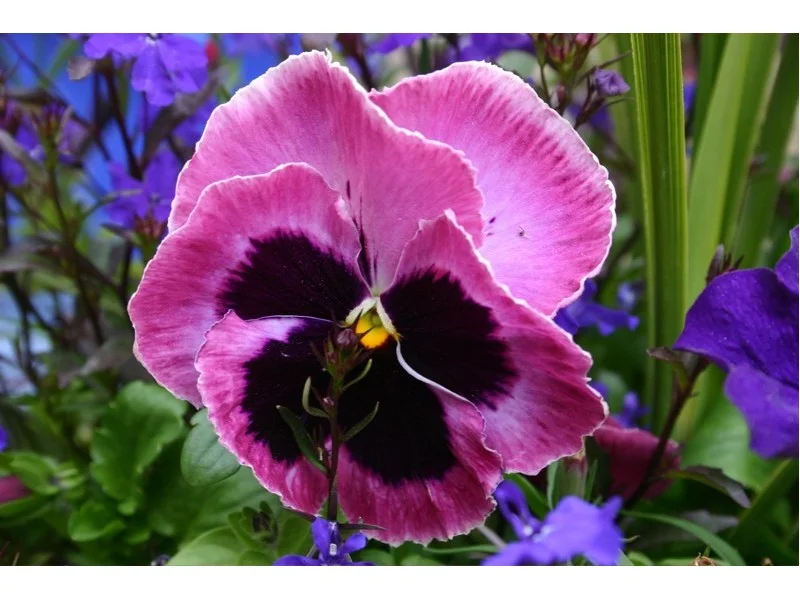 Viola-Tricolor-0-15gr-110-semenki_slika_XL_47327425.jpg