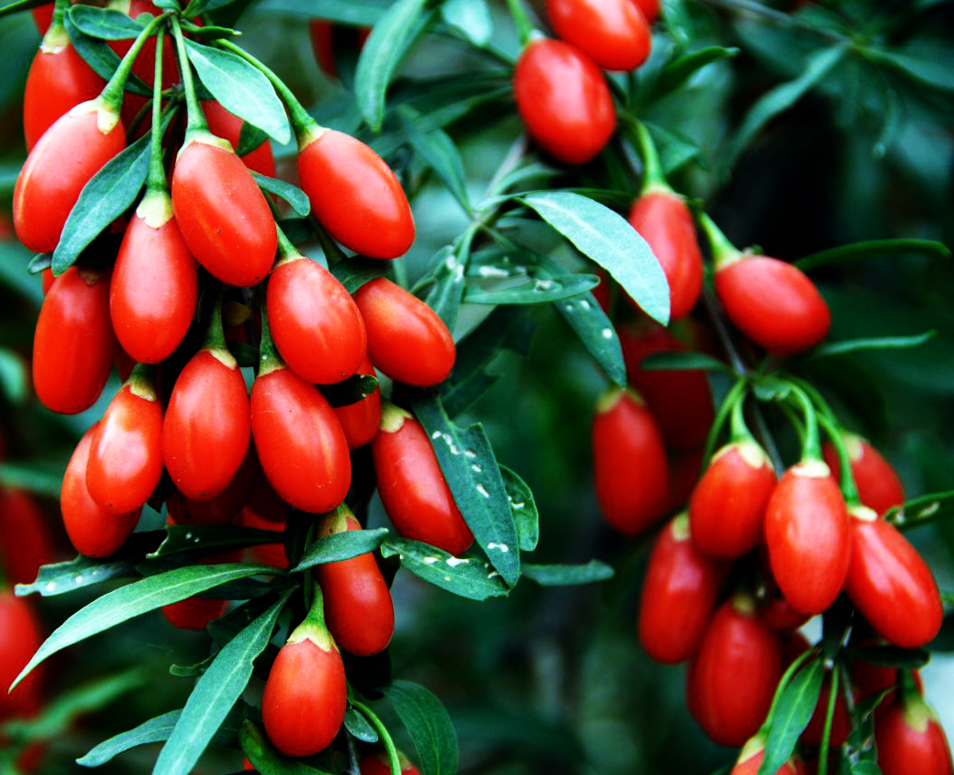 goji_berry_plant 006 002.jpg