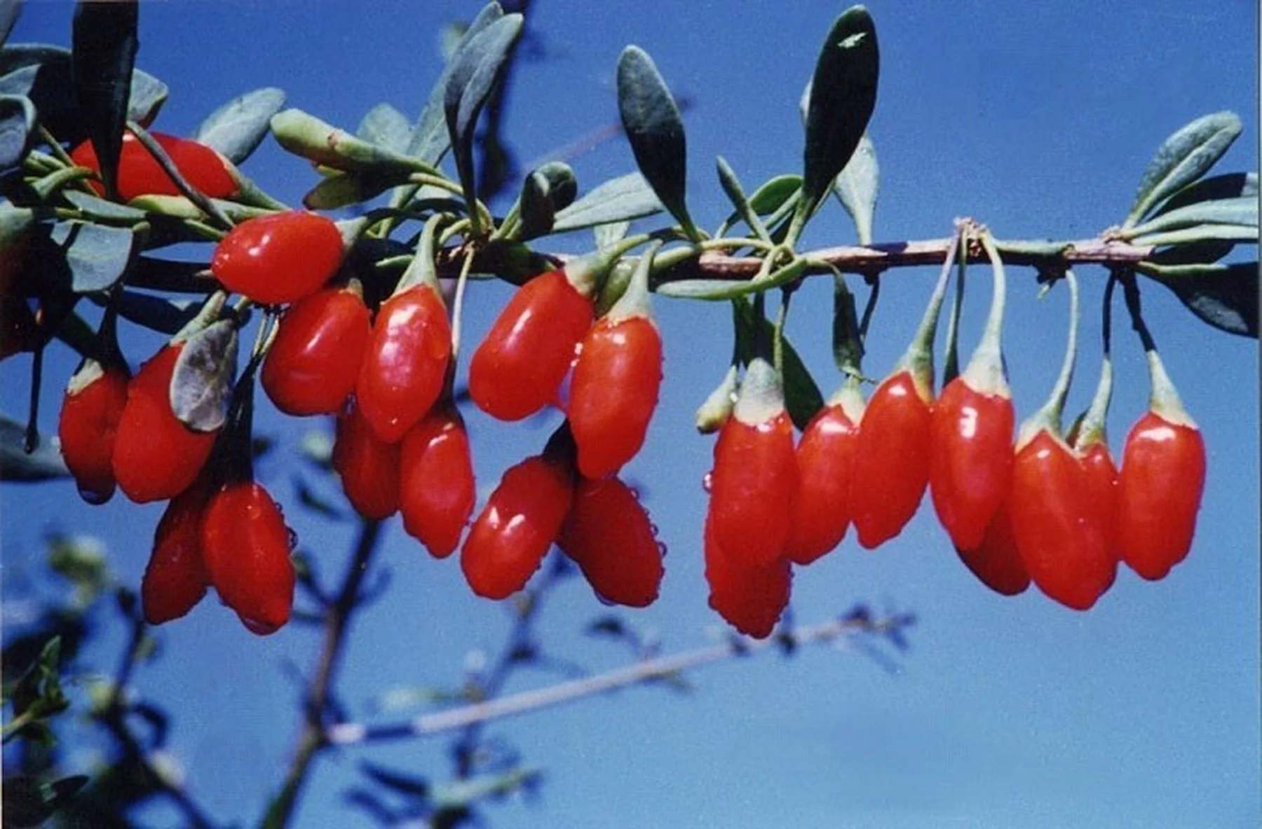 originalslika_Godzi-Lycium-barbarum-4-SADNICE-154554057.jpg