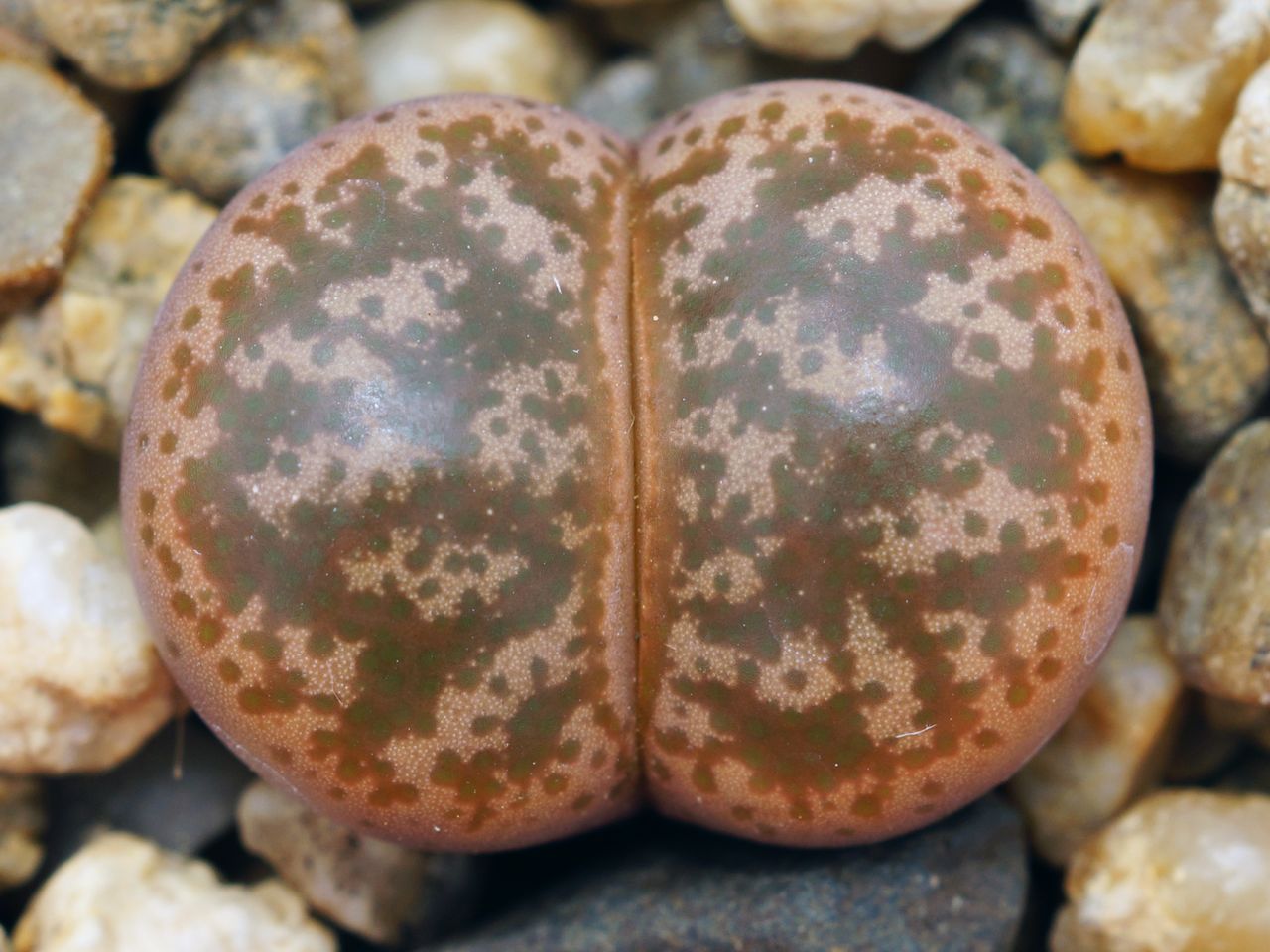 lithops_coleorum_c_396_20150506_1481498646.jpg