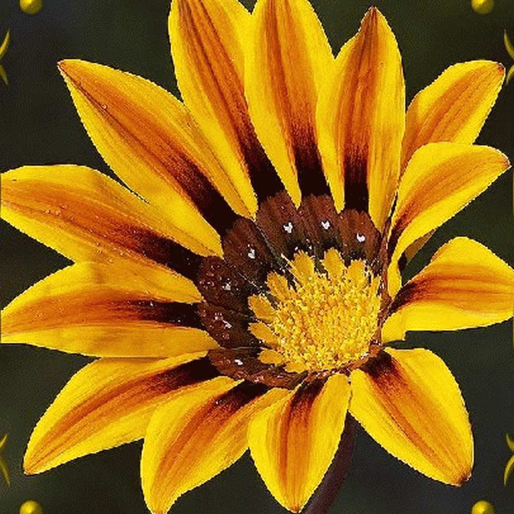 Gazania-Wildflower-Seeds.gif