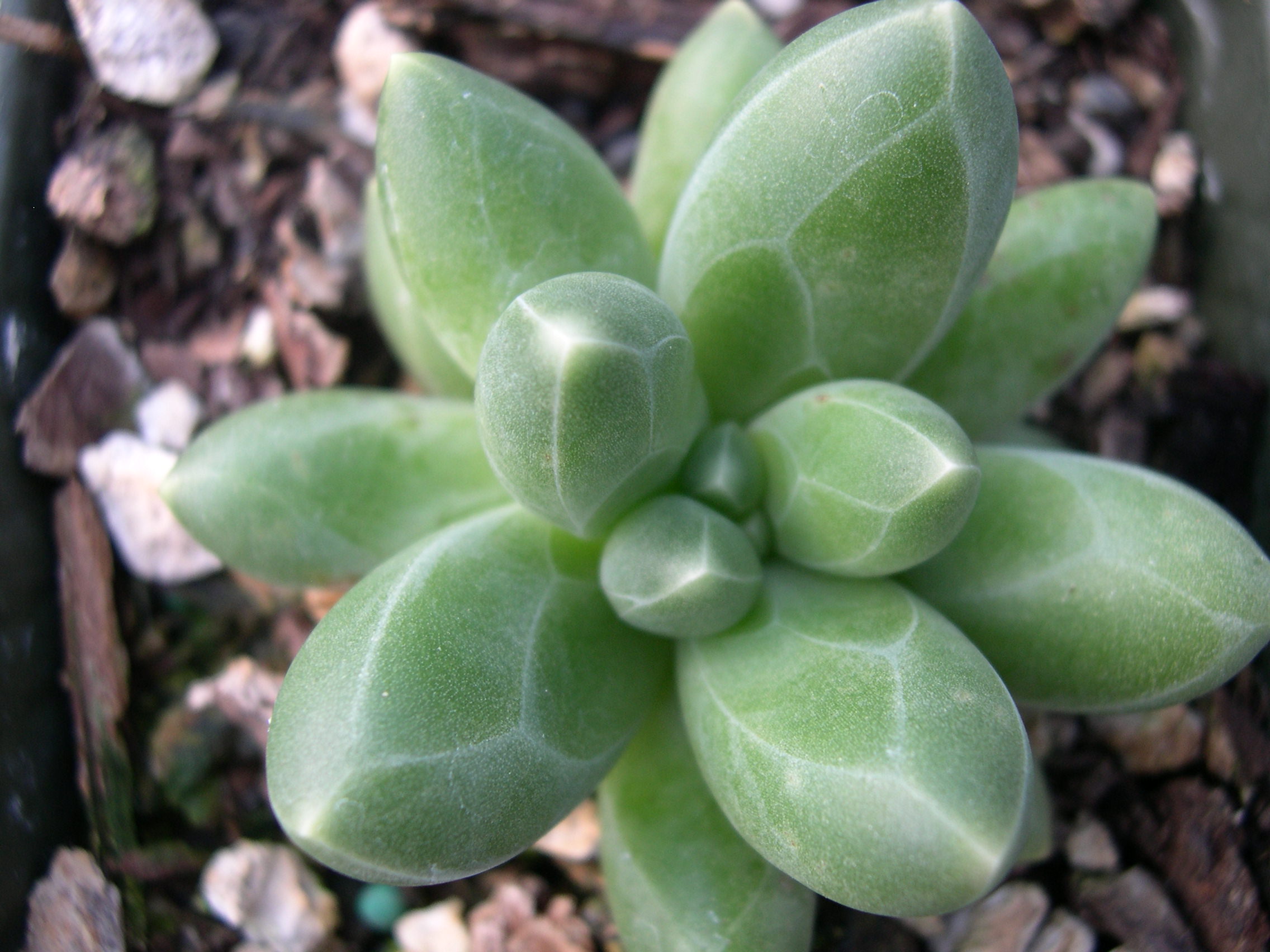 Pachyphytum compactum.jpg