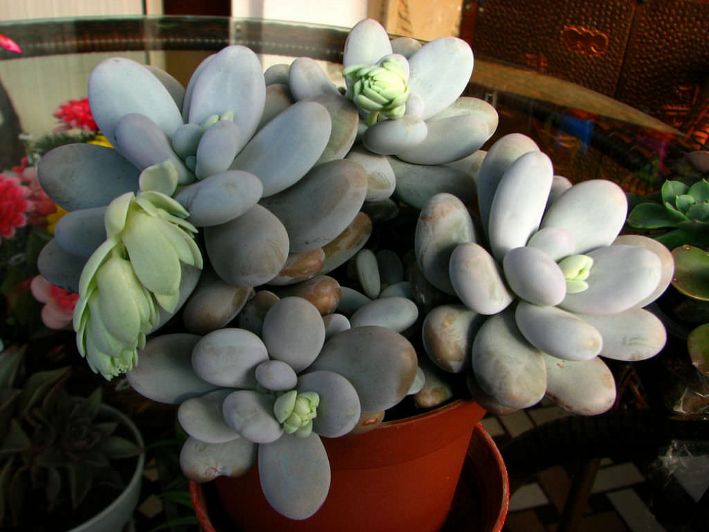 Pachyphytum-oviferum-Moonstones1.jpg