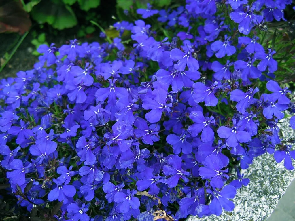 Lobelija-Lobelia-erinus-Seme_slika_O_46694157.jpg