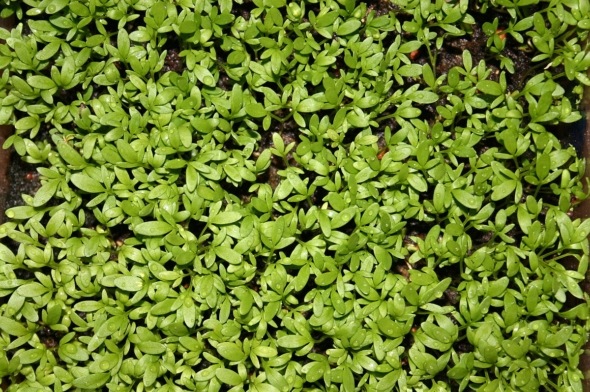 1200px-Img_0717_garden_cress.jpg