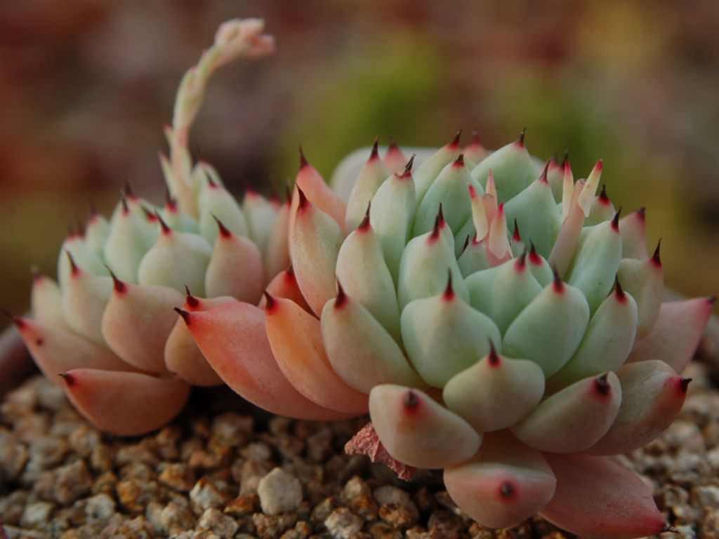 Echeveria-cuspidata-var.-zaragozae2.jpg