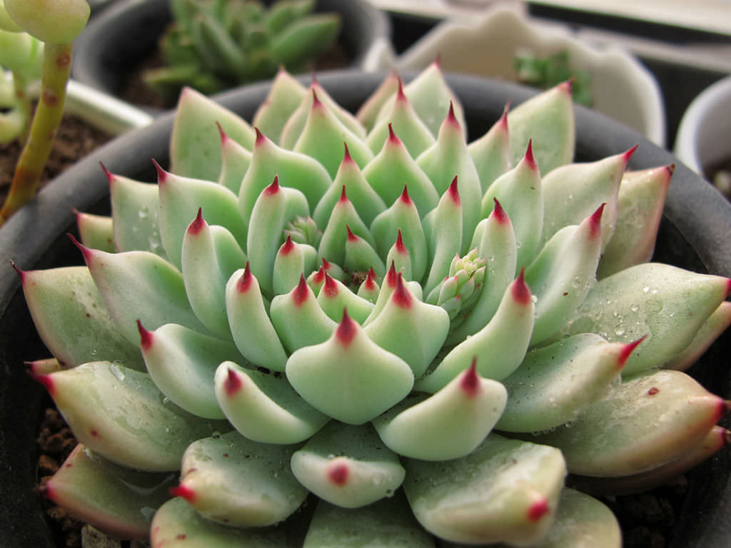 Echeveria-cuspidata-var.-zaragozae1.jpg