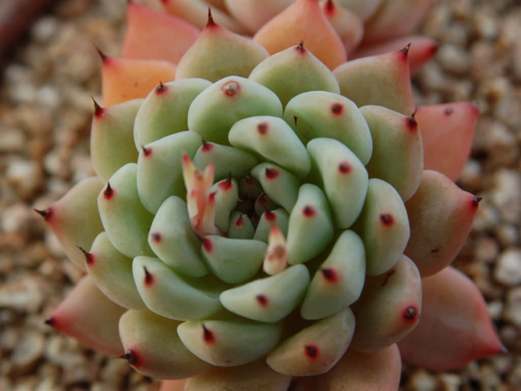 Echeveria-cuspidata-var.-zaragozae3.jpg