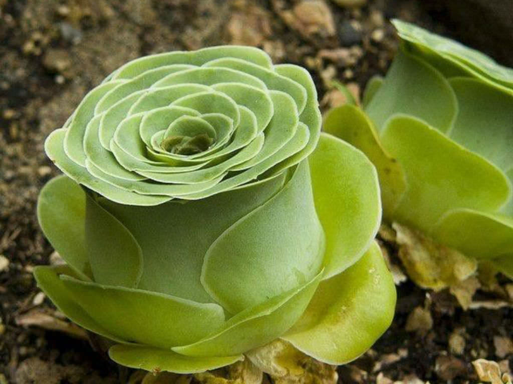 Greenovia dodrantalis - 20 seeds  rareplant