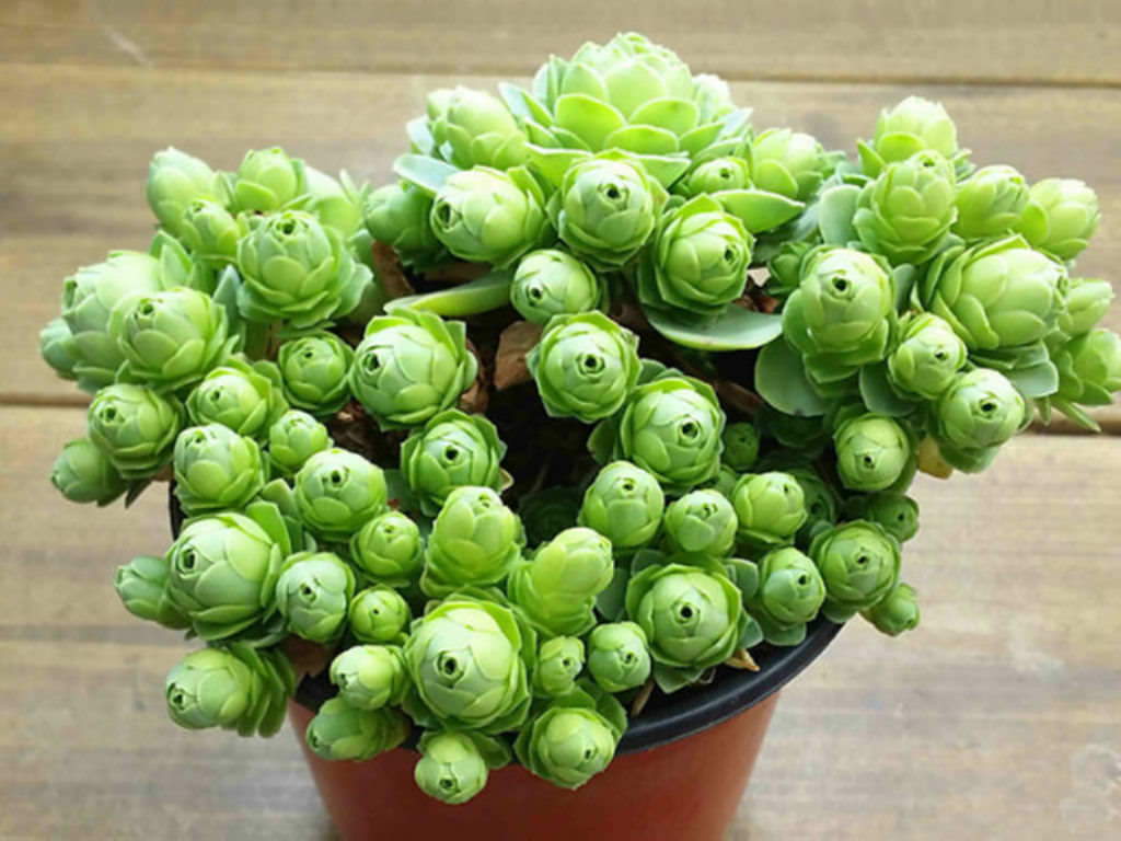 Aeonium dodrantale 10 Samen Sukkulente Greenovia dodrentalis Zimmerpflanze