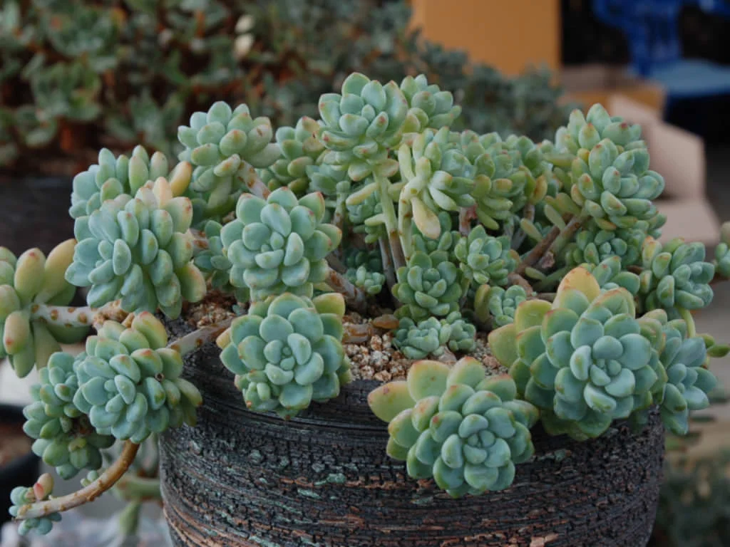 Sedum-clavatum-Tiscalatengo-Gorge-Sedum3.jpg