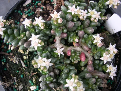 Bonsai sedum - 20 seeds  rareplant
