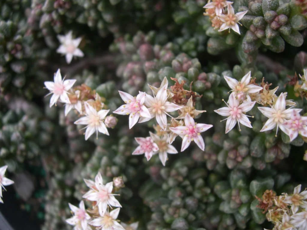 Bonsai sedum - 20 seeds  rareplant