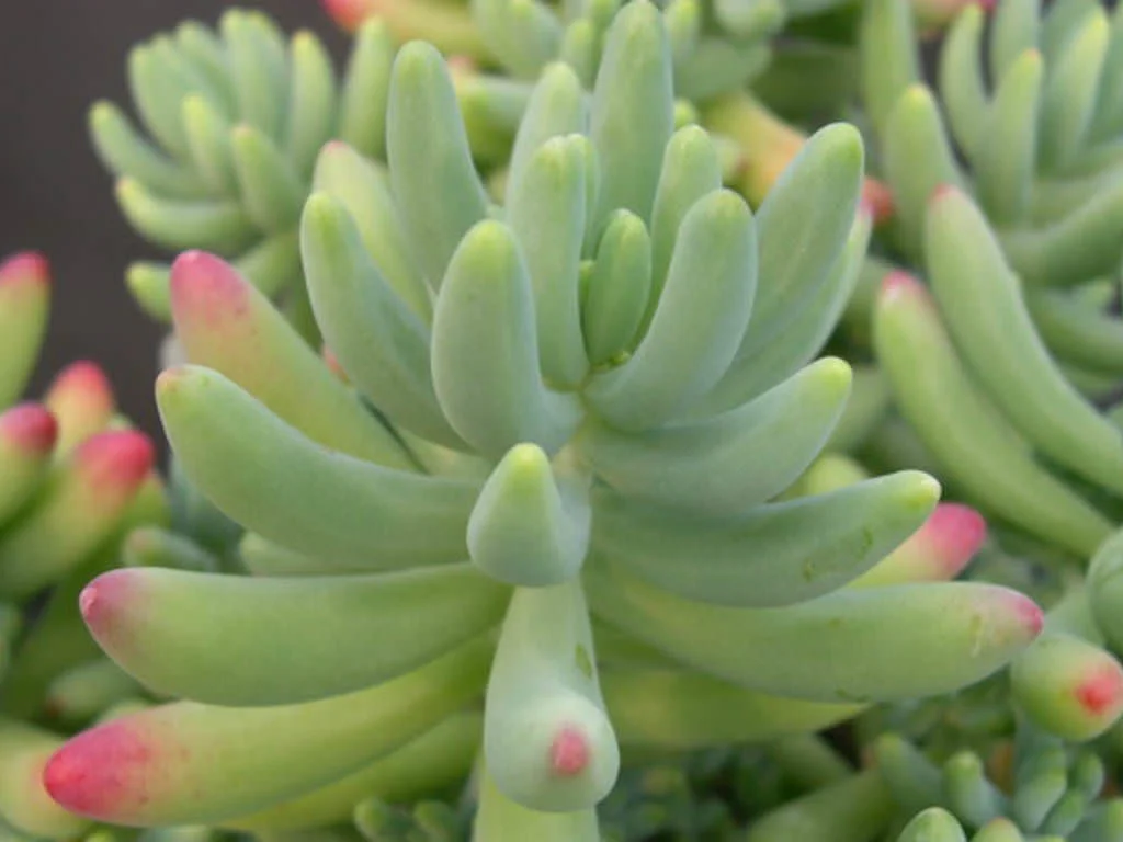 Sedum-pachyphyllum-Jelly-Beans2.jpg