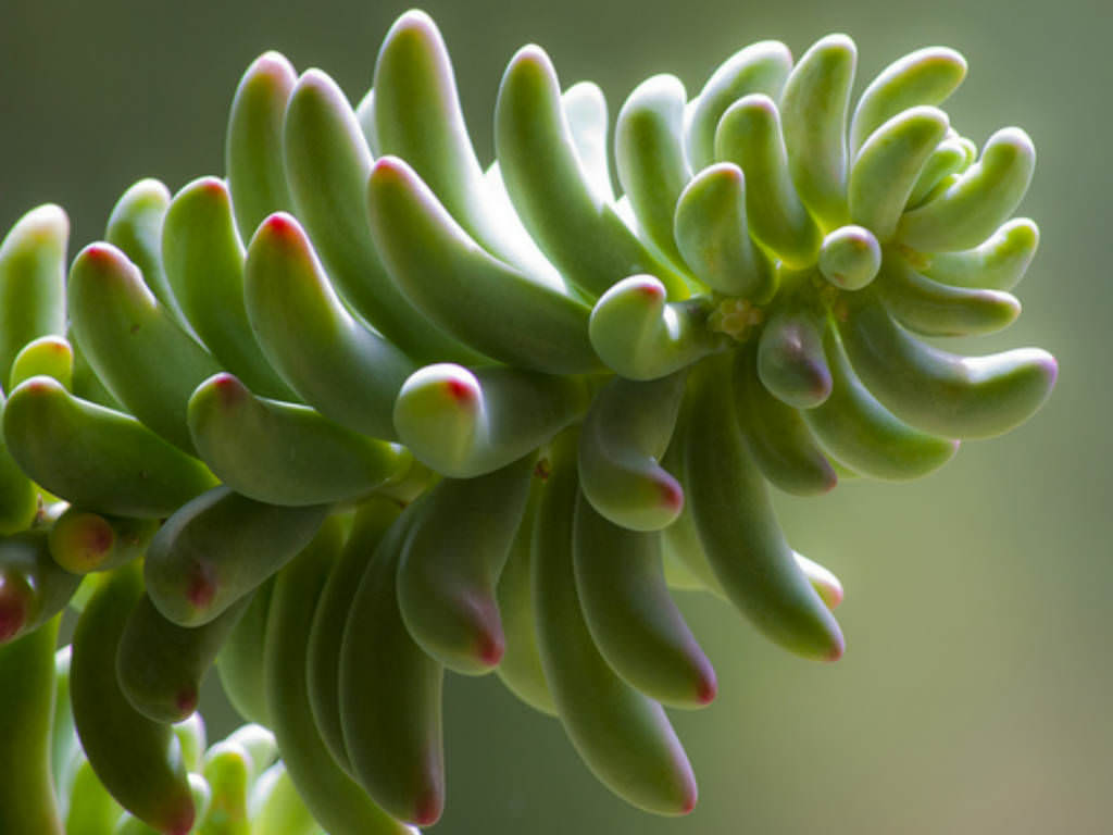 Sedum-pachyphyllum-Jelly-Beans3.jpg